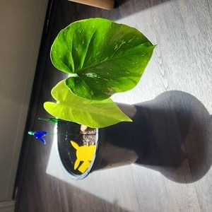 Monstera Thai Constellation